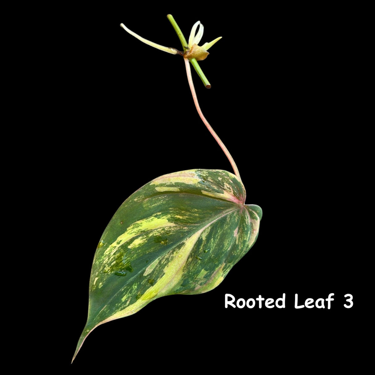 Rare Variegated Philodendron Mican Aurea High Variegated Cutting - US SELLER