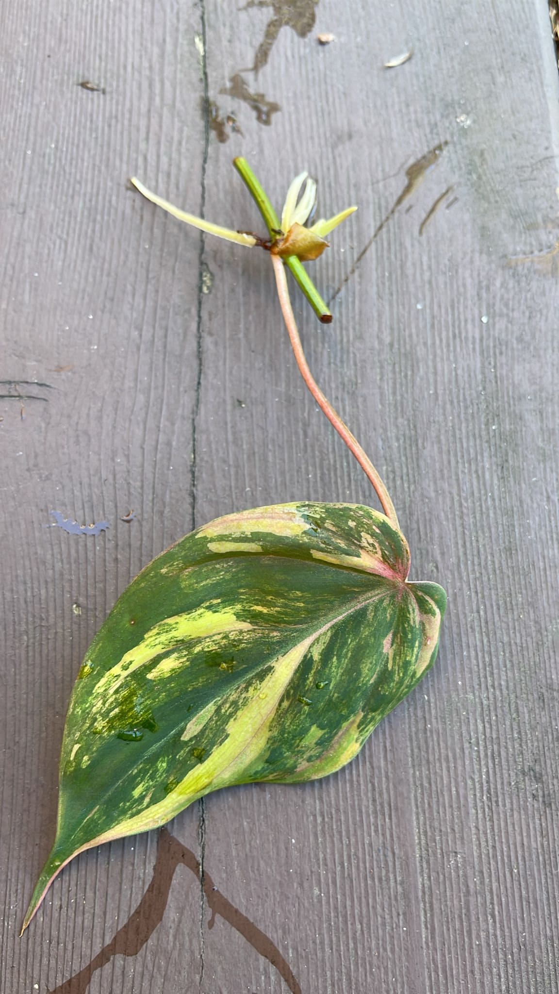 Rare Variegated Philodendron Mican Aurea High Variegated Cutting - US SELLER