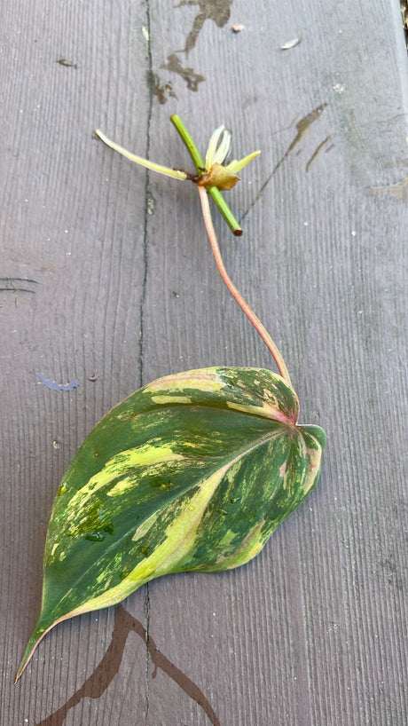 Rare Variegated Philodendron Mican Aurea High Variegated Cutting - US SELLER