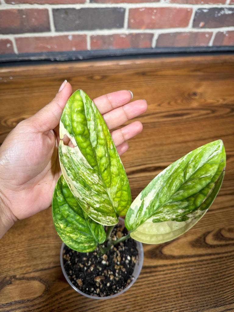 Monstera peru variegated | Live rare houseplants | Peru Plant | Air Purifying Plants | Variegated Monstera Peru | Monstera Peru in a 4" pot