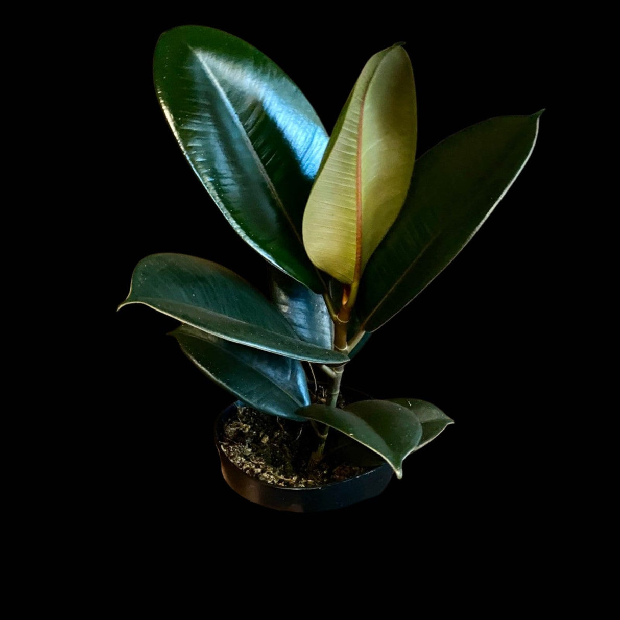 Rubber Tree in 4" Pot -  Burgundy Ficus Elastica -  Live Indoor Rubber Plant for Christmas Gift - Low light Office Plant For Gift
