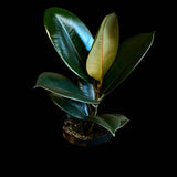 Rubber Tree in 4" Pot -  Burgundy Ficus Elastica -  Live Indoor Rubber Plant for Christmas Gift - Low light Office Plant For Gift