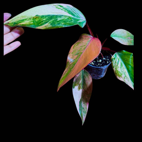 Variegated Philodendron Strawberry Shake in a pot l | Rare collector plant  | Hastatum | Heartleaf Philodendron  | Plant SAME as pictures