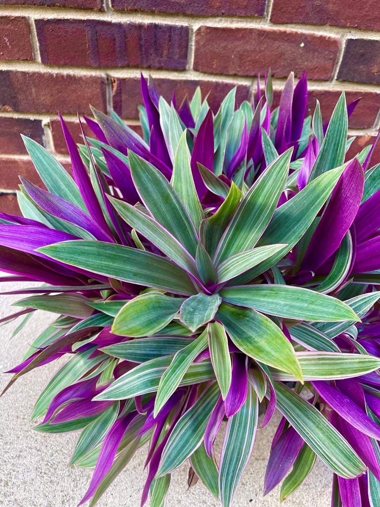 Rare Tradescantia - Rhoeo tricolor - purple variegated wandering Jew -  Mosses in the cradle - Beautiful Easy Care indoor plant