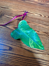 Variegated Philodendron Strawberry Shake Cutting - Rare collector starter plant - US Seller