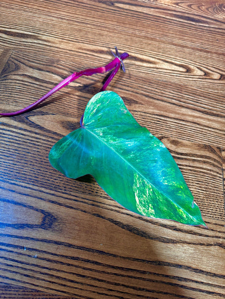 Variegated Philodendron Strawberry Shake Cutting - Rare collector starter plant - US Seller