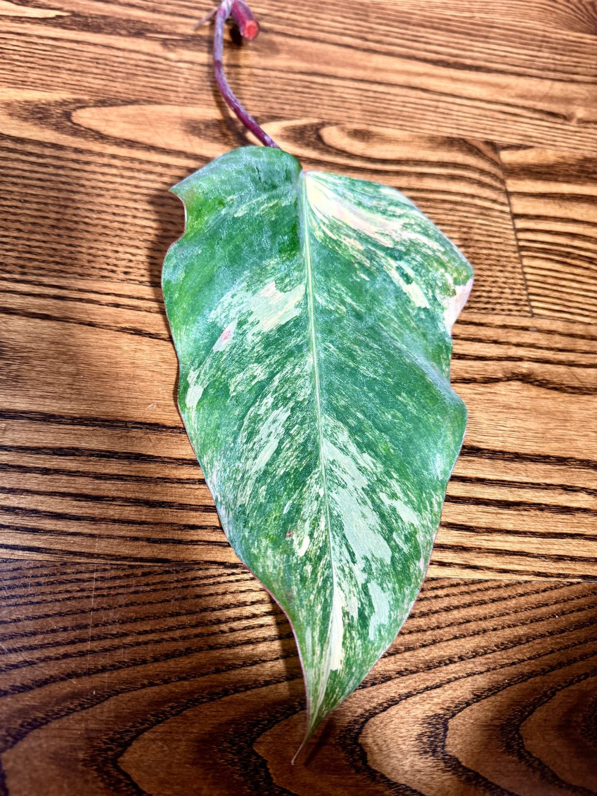 Variegated Philodendron Strawberry Shake Leaf | Rare Collector Plant Hastatum Heartleaf Philodendron  | Plant US SELLER