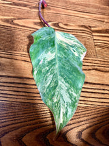 Variegated Philodendron Strawberry Shake Leaf | Rare Collector Plant Hastatum Heartleaf Philodendron  | Plant US SELLER