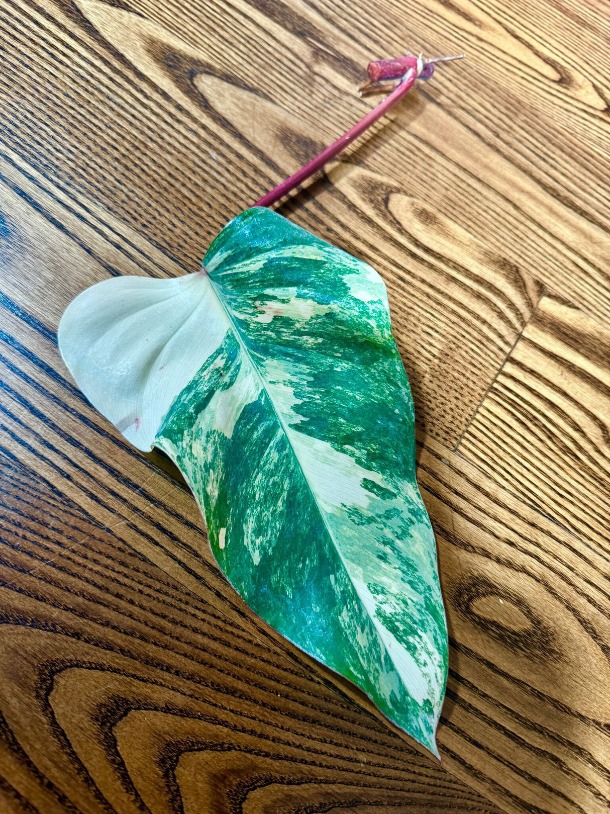 Variegated Philodendron Strawberry Shake Leaf | Rare Collector Plant Hastatum Heartleaf Philodendron  | Plant US SELLER