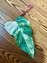 Variegated Philodendron Strawberry Shake Leaf | Rare Collector Plant Hastatum Heartleaf Philodendron  | Plant US SELLER