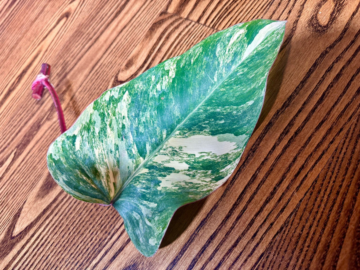 Variegated Philodendron Strawberry Shake Leaf | Rare Collector Plant Hastatum Heartleaf Philodendron  | Plant US SELLER