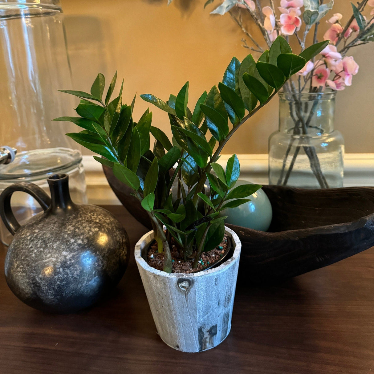 Zz Plant in 4" nursery Pot