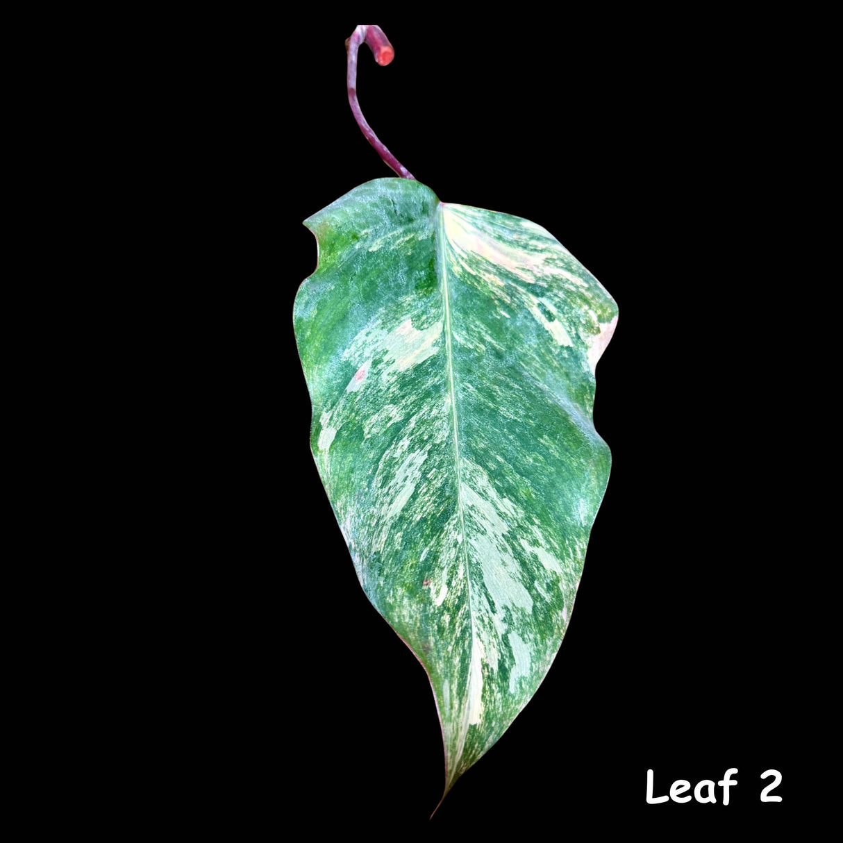 Variegated Philodendron Strawberry Shake Leaf | Rare Collector Plant Hastatum Heartleaf Philodendron  | Plant US SELLER