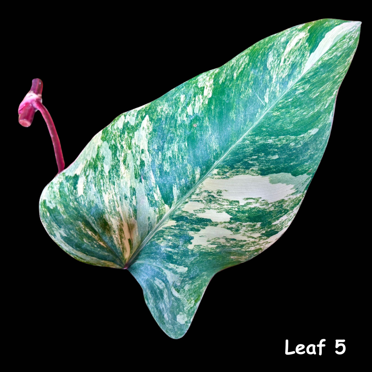 Variegated Philodendron Strawberry Shake Leaf | Rare Collector Plant Hastatum Heartleaf Philodendron  | Plant US SELLER