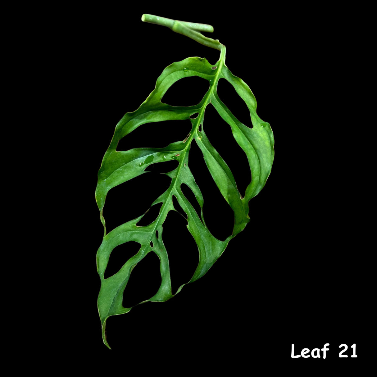 Monstera Obliqua Peru Cuttings | Live rare houseplants | Window-Leaf Monstera | EXACT same Cutting - US Seller