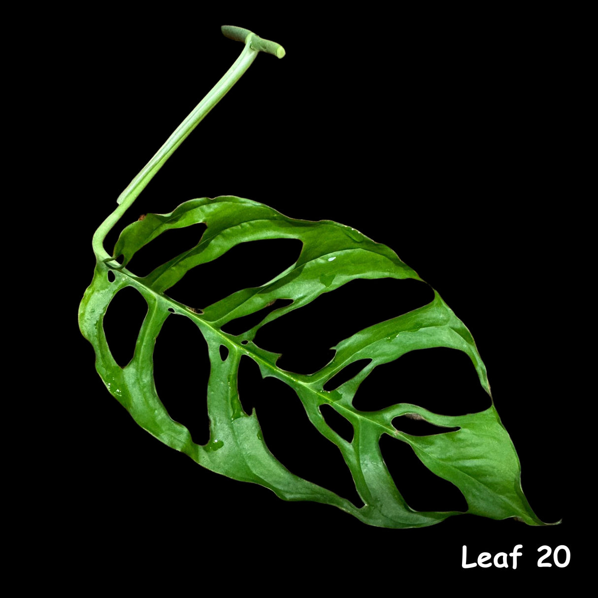 Monstera Obliqua Peru Cuttings | Live rare houseplants | Window-Leaf Monstera | EXACT same Cutting - US Seller