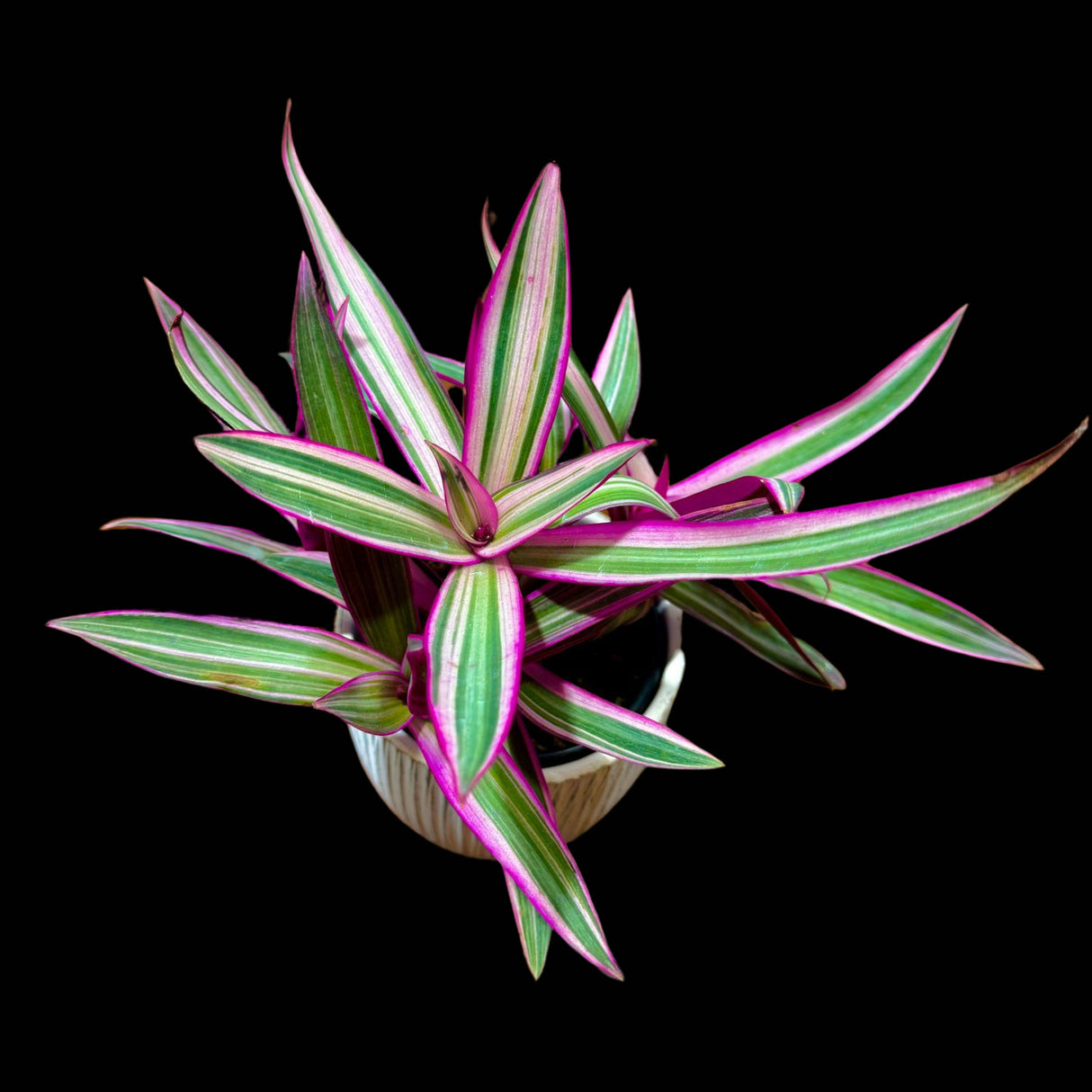 Rare Tradescantia