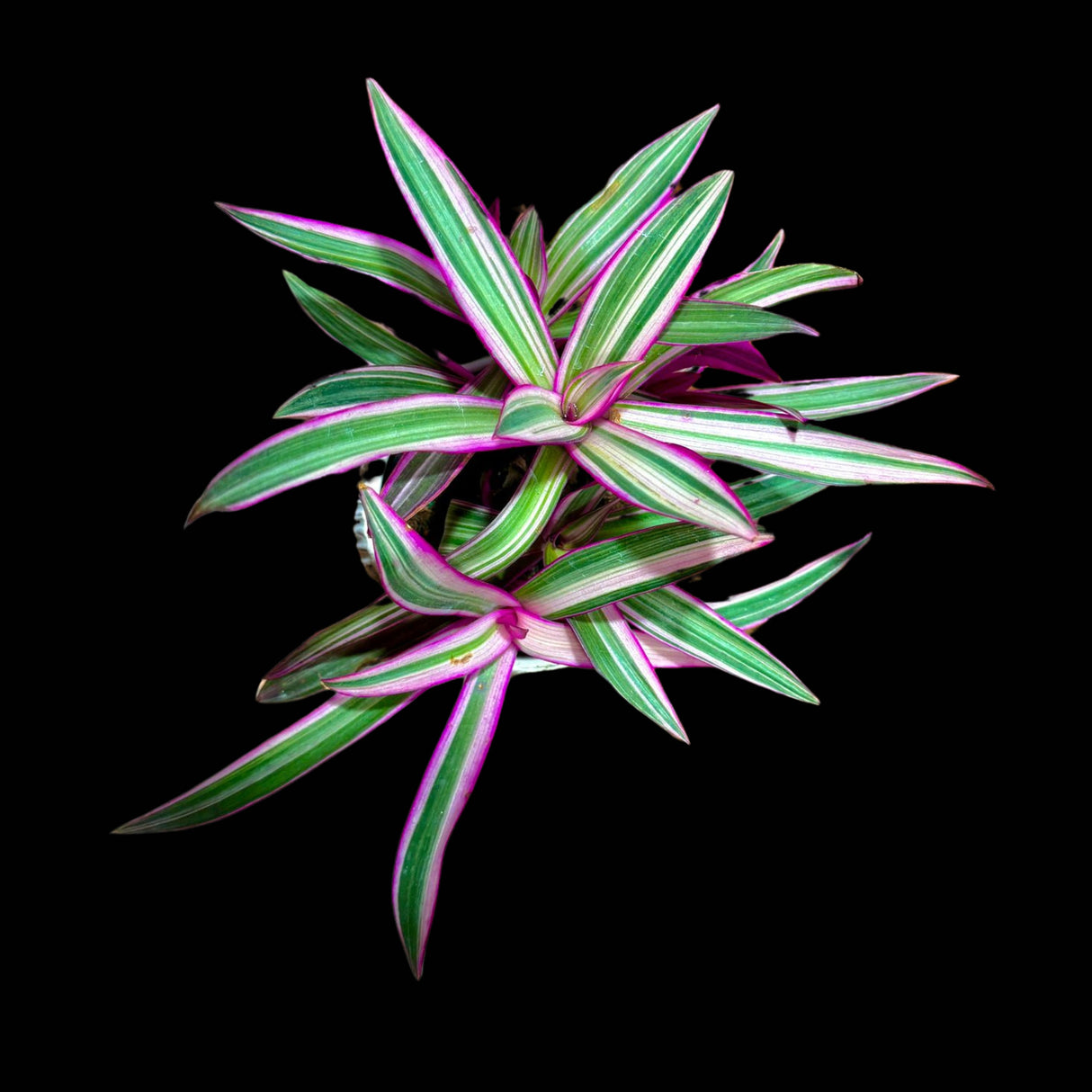 Rare Tradescantia