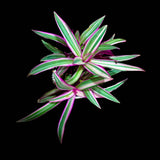 Rare Tradescantia