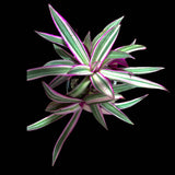 Rare Tradescantia