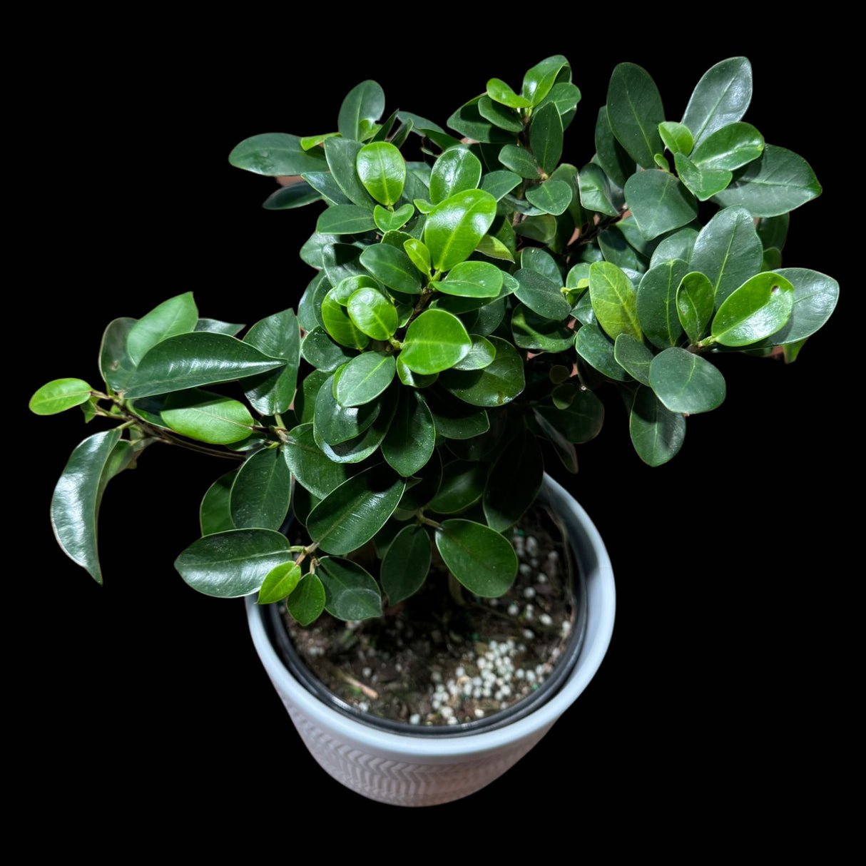 Ficus Ginseng Bonsai Indoor Plant - Houseplant Gift Plant - Office Plant - Low light Low Maintenance plant Large - Bonsai Ficus Tree v2
