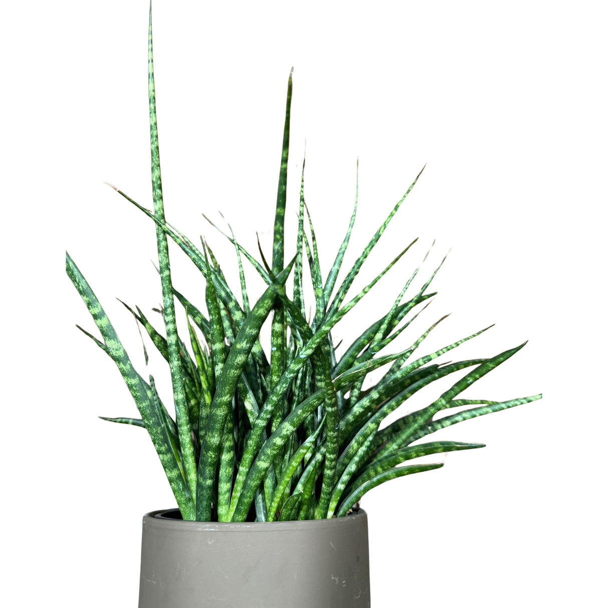 Rare Fernwood Mikado Snake Plant in 6” pot