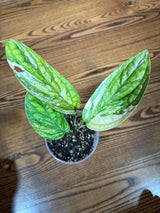 Monstera peru variegated | Live rare houseplants | Peru Plant | Air Purifying Plants | Variegated Monstera Peru | Monstera Peru in a 4" pot