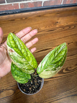 Monstera peru variegated | Live rare houseplants | Peru Plant | Air Purifying Plants | Variegated Monstera Peru | Monstera Peru in a 4" pot