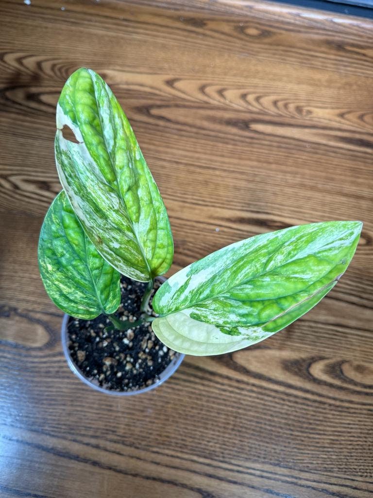 Monstera peru variegated | Live rare houseplants | Peru Plant | Air Purifying Plants | Variegated Monstera Peru | Monstera Peru in a 4" pot