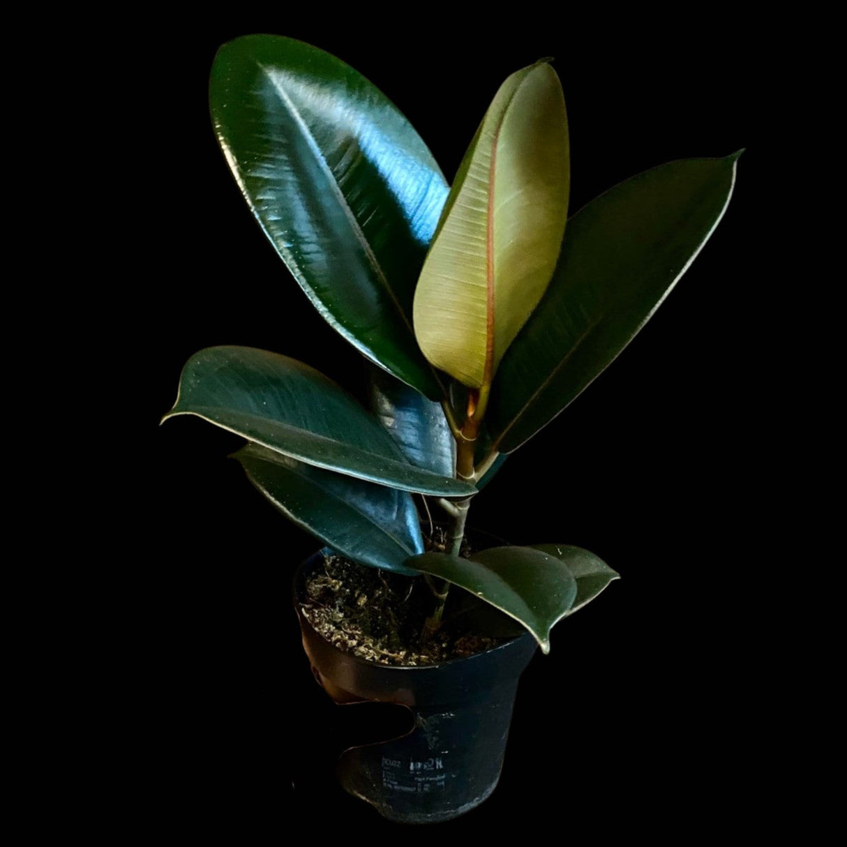 Rubber Tree in 4" Pot -  Burgundy Ficus Elastica -  Live Indoor Rubber Plant for Christmas Gift - Low light Office Plant For Gift