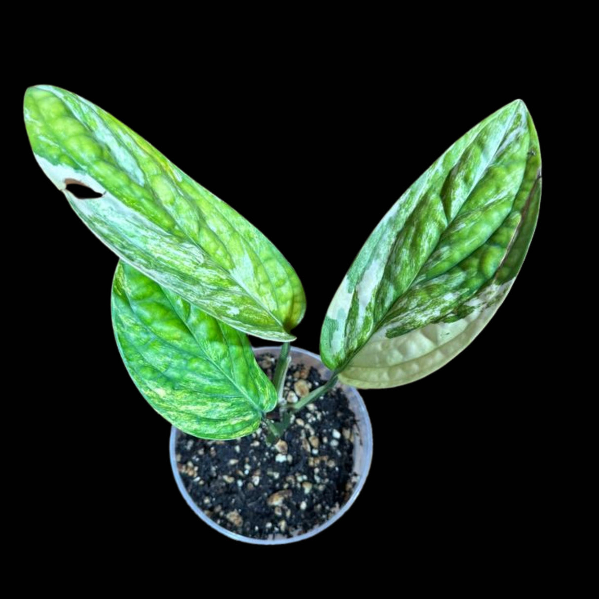 Monstera peru variegated | Live rare houseplants | Peru Plant | Air Purifying Plants | Variegated Monstera Peru | Monstera Peru in a 4" pot