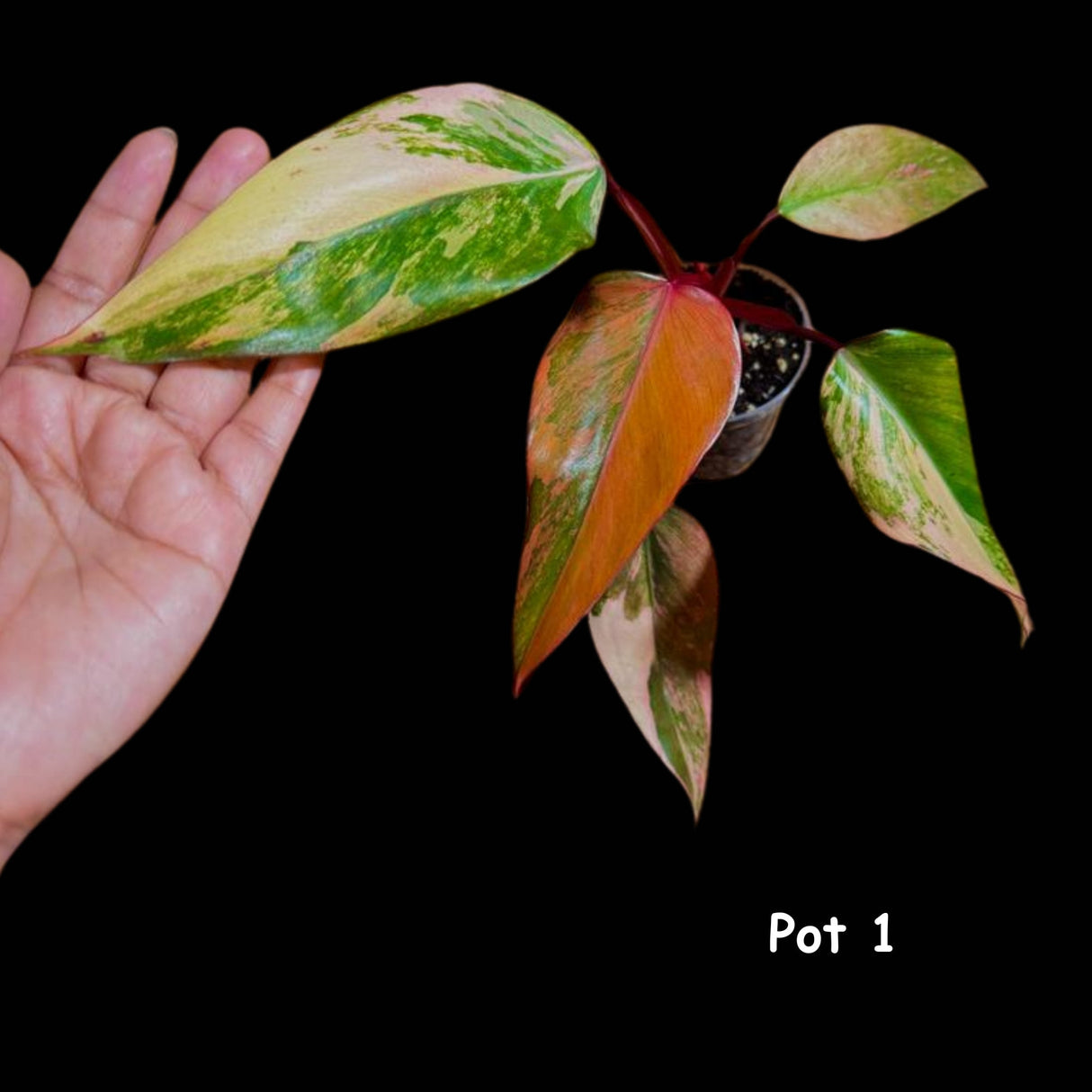 Variegated Philodendron Strawberry Shake in a pot