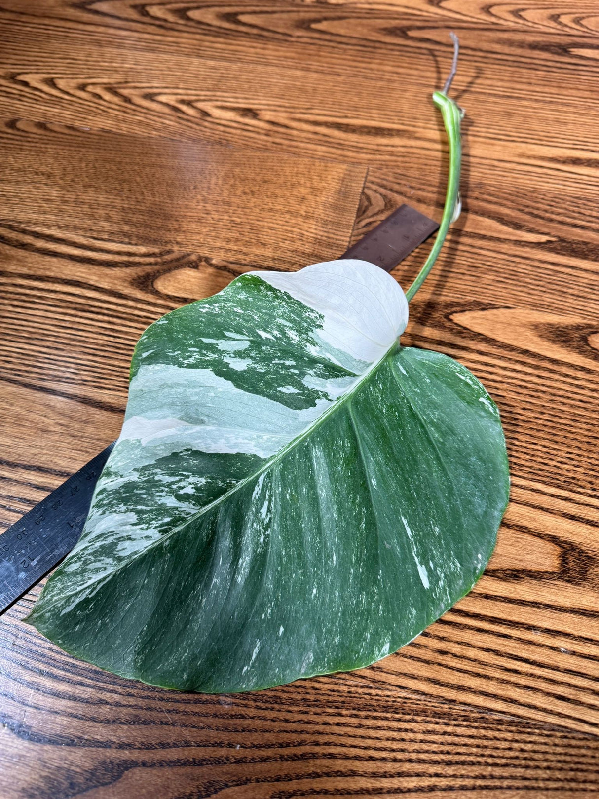 Highly Variegated Monstera Albo Cutting - Rare variegated Monstera Borsigiana albo - SAME plant as pictures