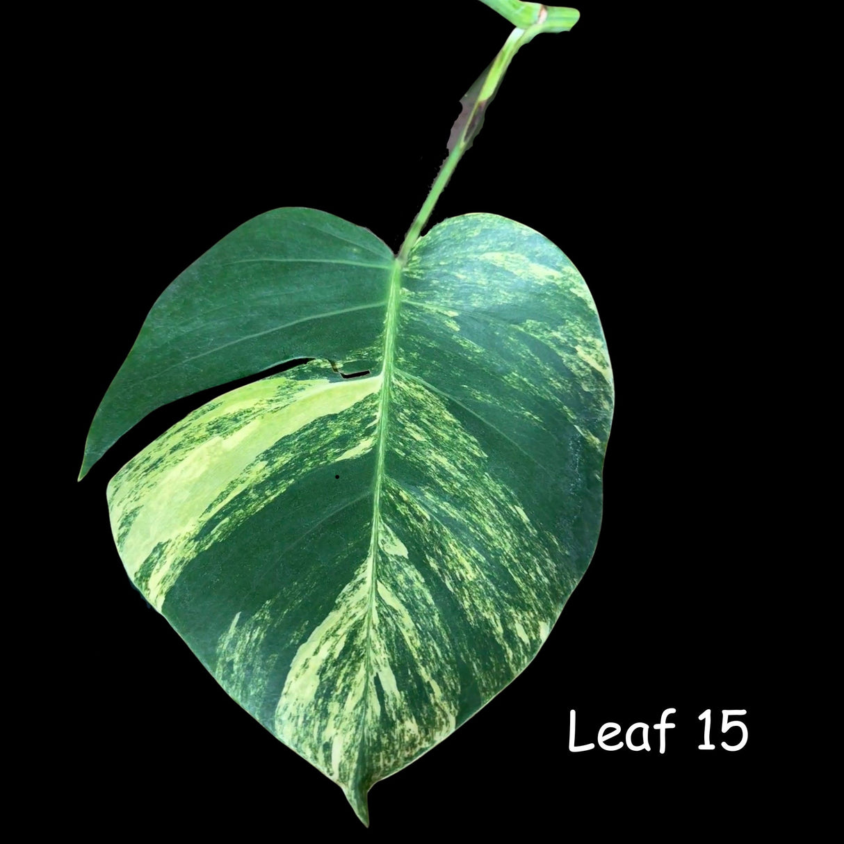 Monstera Aurea EXACT Cutting High Variegated - Monstera Aurea Variegata - Monstera Marmota