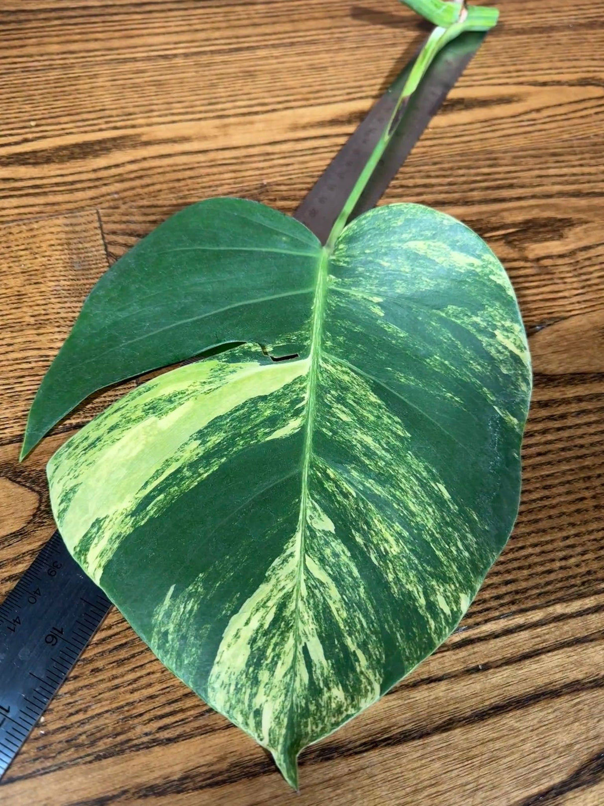 Monstera Aurea EXACT Cutting High Variegated - Monstera Aurea Variegata - Monstera Marmota