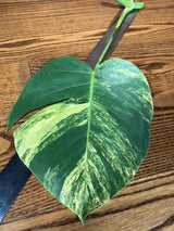 Monstera Aurea EXACT Cutting High Variegated - Monstera Aurea Variegata - Monstera Marmota