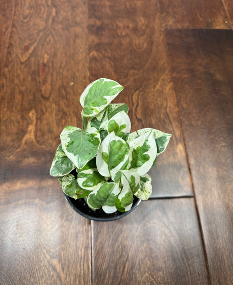 Rare N'Joy Pothos in 4" Pot- White Variegated Indoor Vines - Low light plant Houseplant- Exact plant