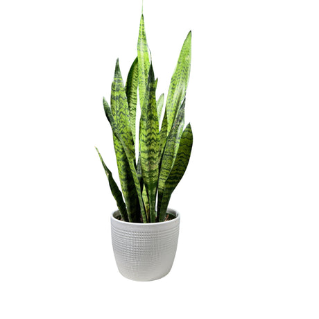 Sansevieria Zeylanica Snake Plant in 6" Nursery Pot | Best Indoor Air Purifier Plant | Hardy LOW LIGHT Office Indoor Plants - Gift for Mom