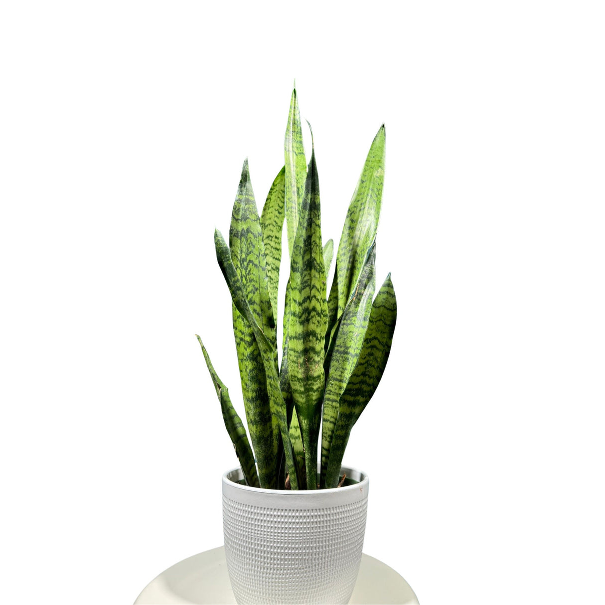 Sansevieria Zeylanica Snake Plant in 6" Nursery Pot