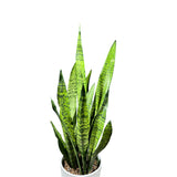 Sansevieria Zeylanica Snake Plant in 6" Nursery Pot