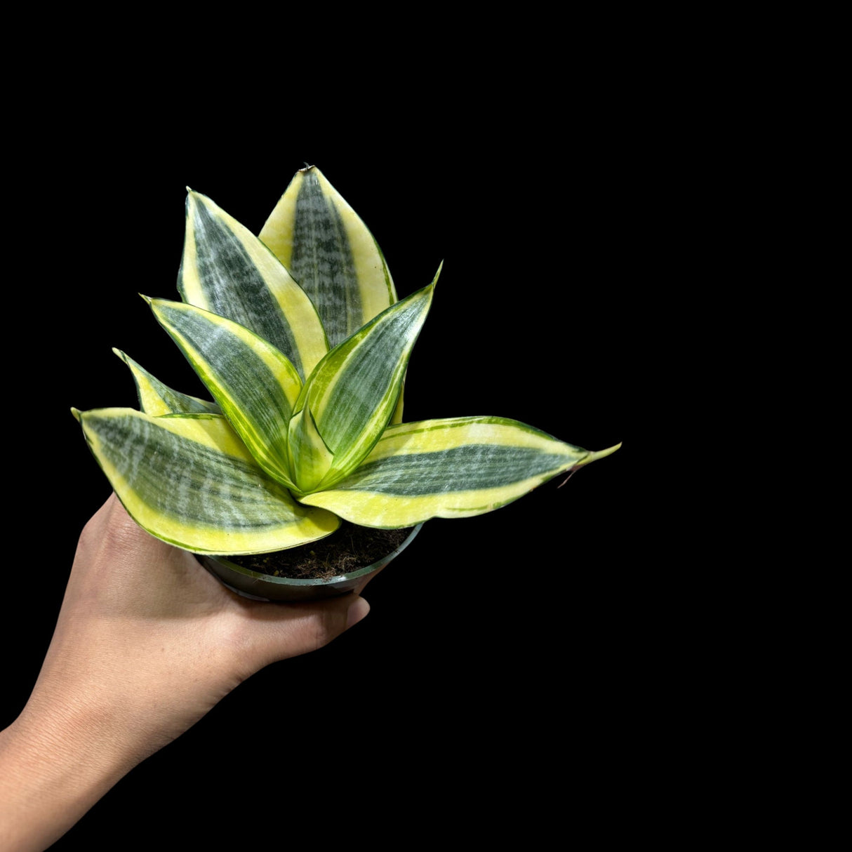 Rare Sansevieria Golden Hanhii in a 3” pot