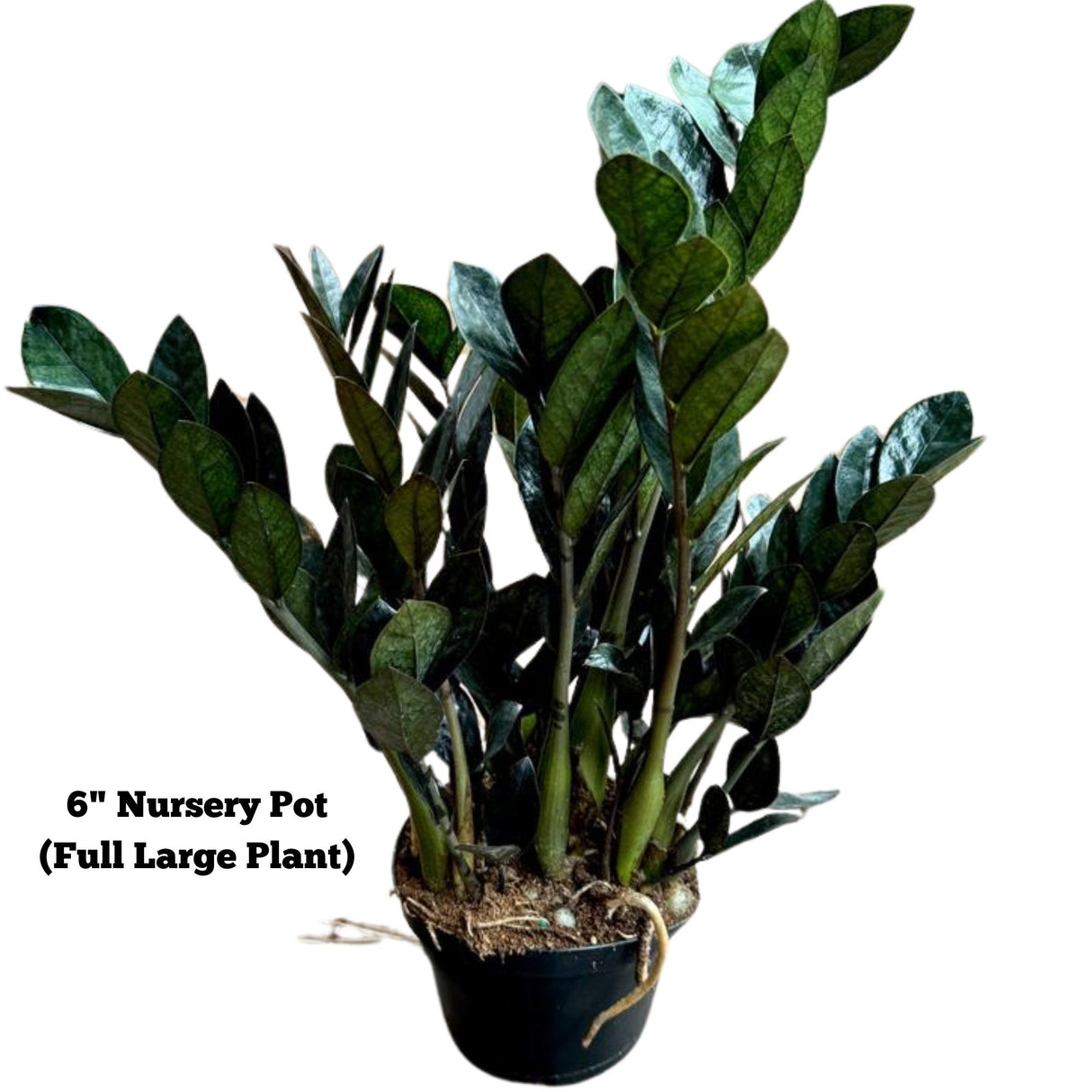 Raven ZZ plant | Indoor Live Plant | Zamioculcas Zamiifolia Raven Plant | Rare Indoor Plant | Zansibar gem | ZZ Plant