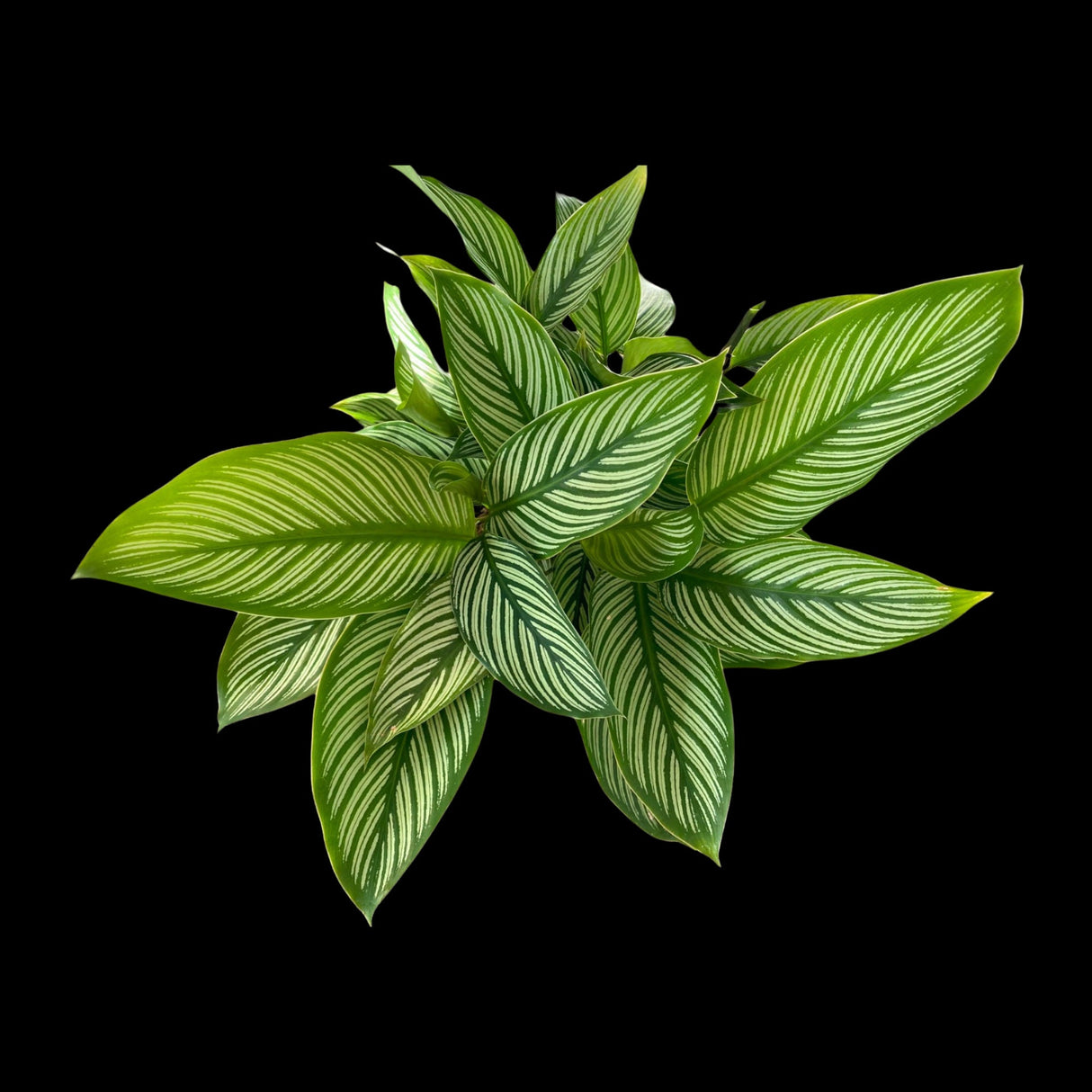 Calathea Vittata Live Plant in 4” pot | White Striped Calathea | Indoor Easy Beginner & Pet Friendly Plant | Valentine's Gift