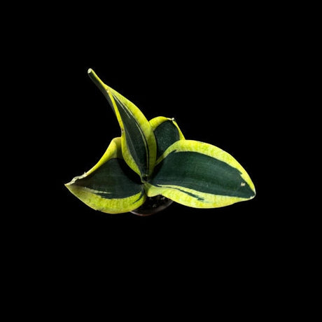 Rare Sansevieria Black Gold Snake Plant in 3” pot - Indoor Air Purifiernt - Snake Plant Laurentii - Live Houseplant - Exact same plant