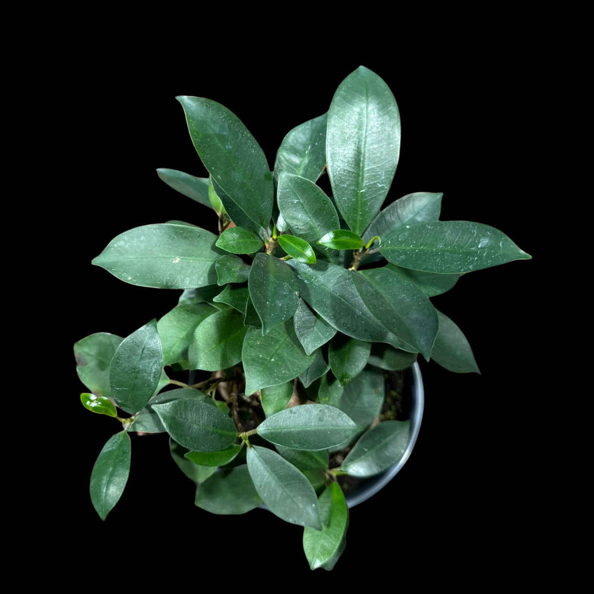 Ficus 'Ginseng' in 6" Nursery Pot - Bonsai plant - Gift-Plant - Office Plant - Low Light Plant