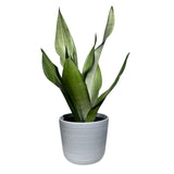 Sansevieria Moonshine in 4" Pot