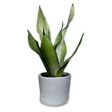 Sansevieria Moonshine in 4" Pot