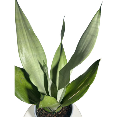 Sansevieria Moonshine in 4" Pot