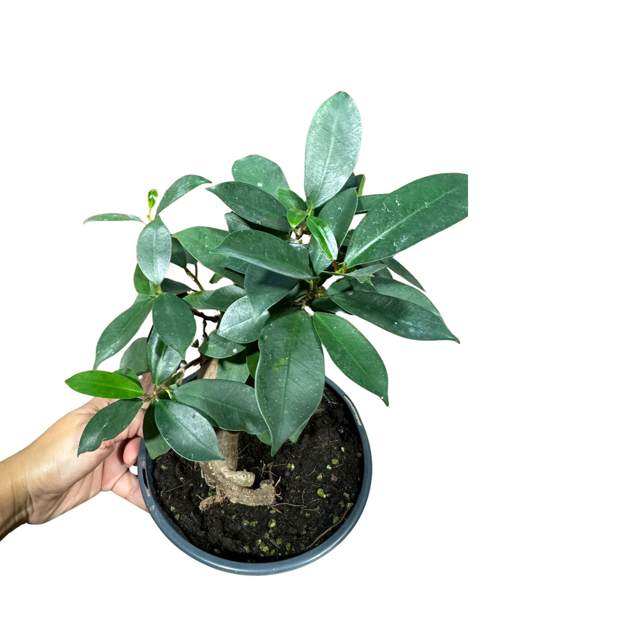 Ficus 'Ginseng' in 6" Nursery Pot - Bonsai plant - Gift-Plant - Office Plant - Low Light Plant