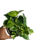 Marble Queen Pothos in a 3" Nursery Pot - Epipremnum aureum 'Marble Queen' - Variegated Pothos -  Similar PLANT as the pictures